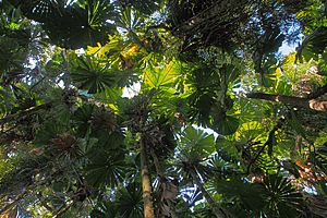 Fan palm forest - Daintree Wilderness Lodge